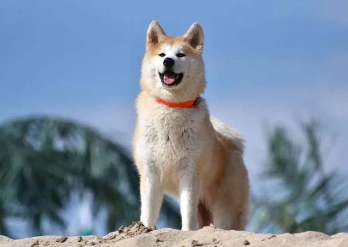 Akita yavrularımı sahiplendiriyorum